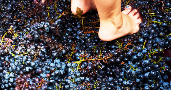Treading the grapes in Douro Valley