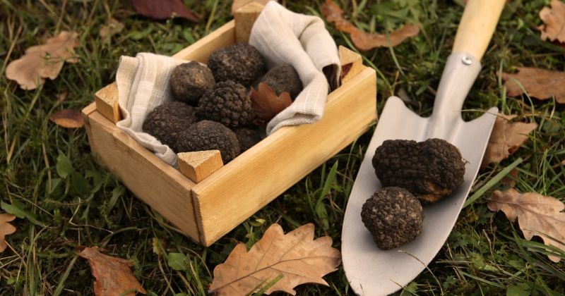Two truffles sitting in a small shovel sat by a box of many truffles that were hand picked on a wine and truffle tour