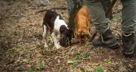 Truffle hunting with two dogs in a forest on a wine and truffles piedmont tour