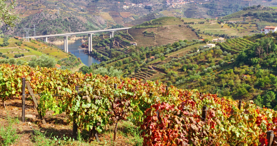 Douro valley in fall