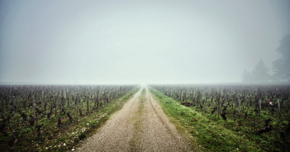 Food tours France, Vallee de la Gastronomie, Chateau de Meursault Burgundy misty vineyards, credit Cherrystone