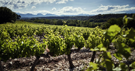 Culinary trips to France, Domaine de Montine in Drome Provencale, credit Cherrystone