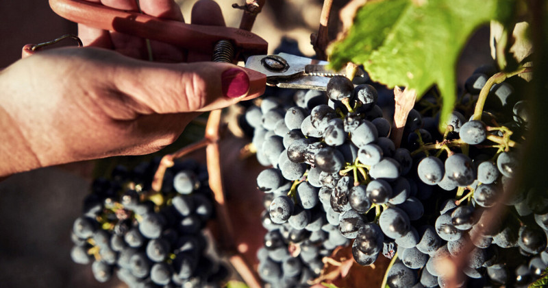 Rhone and Provence food tour, Saint Jemm vineyard in Rhone Valley, vines, credit Cherrystone