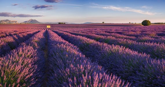 Valensole Plateau, lavender fields, Provence