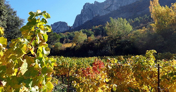 Vaucluse-vineyard