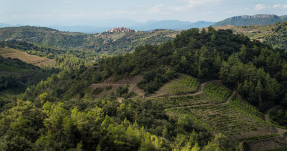 Priorat vineyards, Priorat wine tasting tour