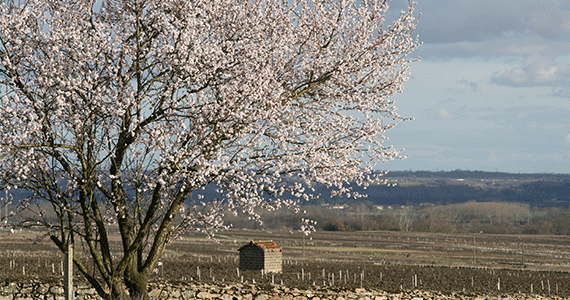 Beaujolais wine tasting - Vignes-au-printemps---Daniel-Gillet-Inter-Beaujolais-copyright