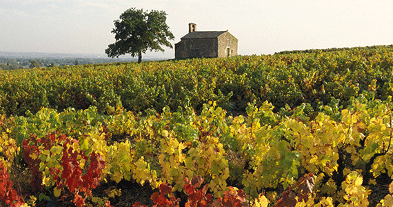 Beaujolais wine tasting - Vignes-beaujolaises-en-automne---Gillet-Inter-Beaujolais-copyright