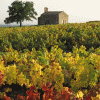 Vignes-beaujolaises-en-automne---Gillet-Inter-Beaujolais-copyright