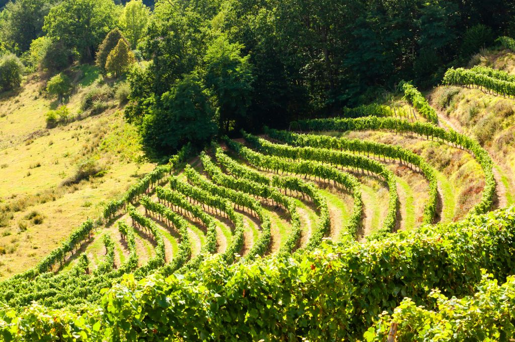 Vines of Jurançon