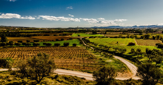 Penedes vineyards, Cava, Spanish wine tours Barcelona, credit Ignasi Blanca