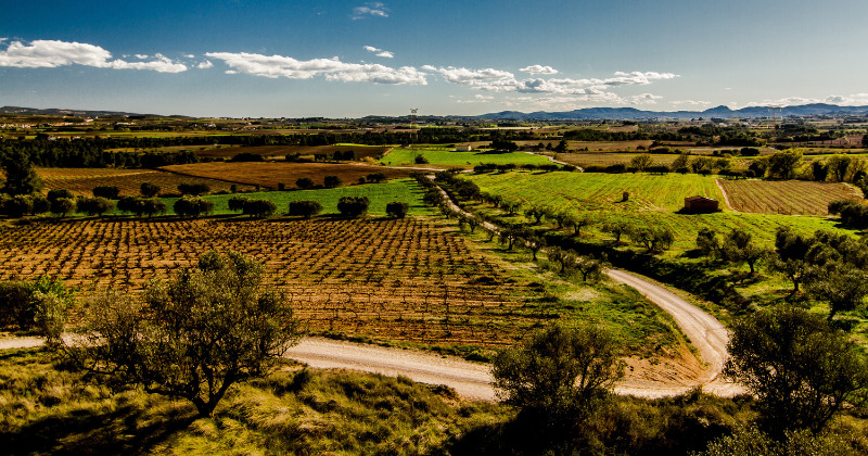 Penedes vineyards, cava tours Barcelona, credit Ignasi Blanca
