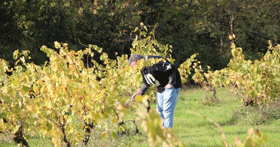Vineyard tours Loire Valley