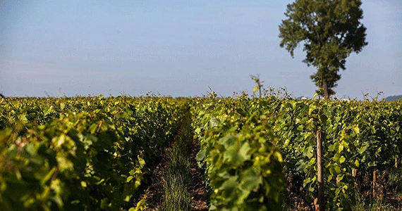 Burgundy wine tasting-Credits-La-Cueillette-Hôtel-&-Spa-–-Château-de-Cîteaux