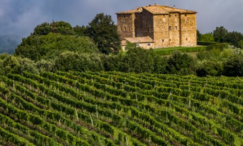 Vineyard Tuscany