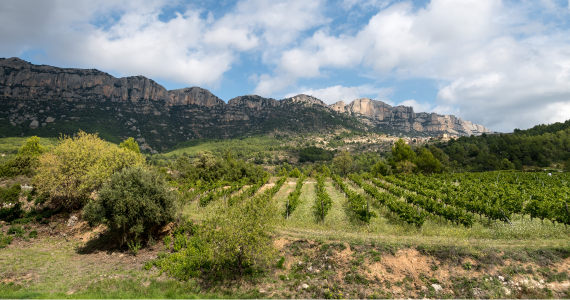 Vineyard and mountain view - Priorat
