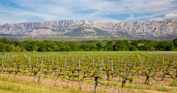 Marseille wine tour, vineyard close to Sainte Victoire