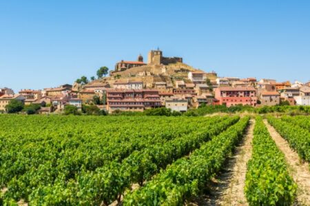 Vineyard in Haro