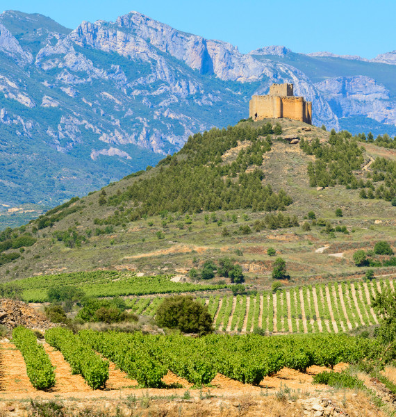 Vineyard in Rioja, Spain Vineyard in Rioja, Spain