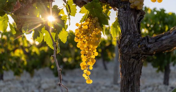 Sherry Triangle Tour, grapes on the vine, credit Ayuntamiento de Jerez