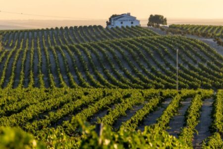 Jerez Sherry Tour, Jerez vineyard, credit Ayuntamiento de Jerez