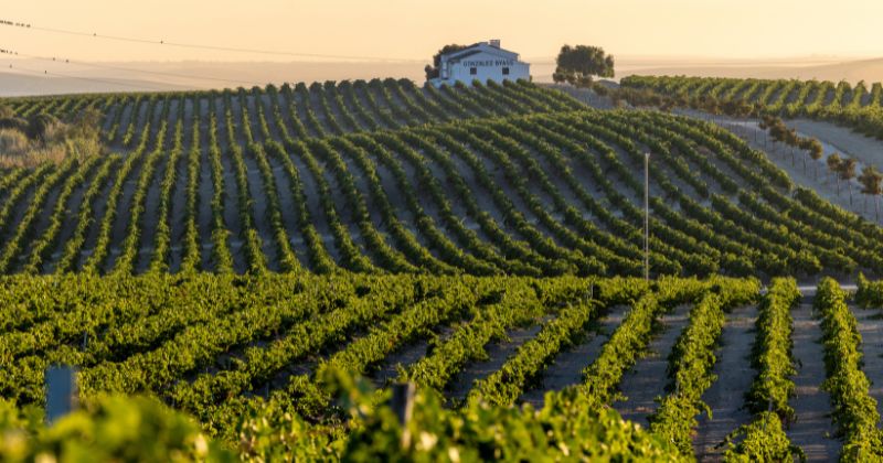 Jerez Sherry Tour, Jerez vineyard, credit Ayuntamiento de Jerez
