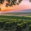 Sherry vineyard, credit Jerez-Xeres-Sherry Regulatory Council
