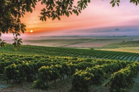 Sherry vineyard, credit Jerez-Xeres-Sherry Regulatory Council