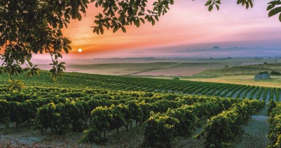 Sherry vineyard at sunset, credit Jerez-Xeres-Sherry Regulatory Council