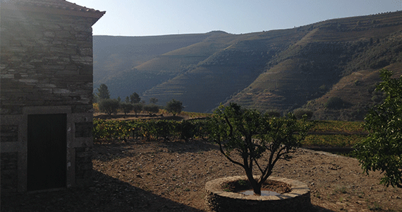 Porto wine tour