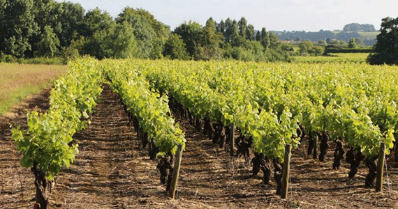 Vineyards-Tours Loire Valley