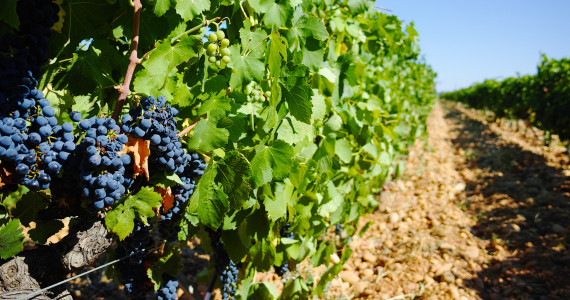 Culinary trips to France, vineyards in Chateauneuf-du-Pape