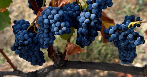 Vinho Verde wine tour Portugal, grapes on the vine