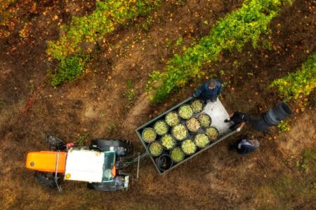 Monverde Wine Experience, aerial harvest, credit Comissão de Viticultura da Região dos Vinhos Verdes