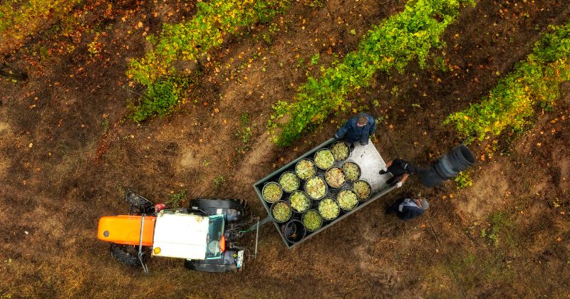 Monverde Wine Experience, aerial harvest, credit Comissão de Viticultura da Região dos Vinhos Verdes