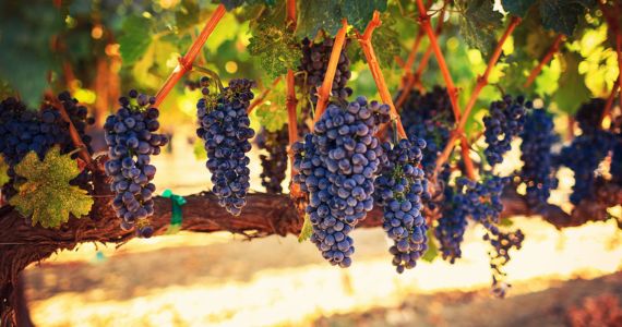 Grapes on the vine, corporate wine tasting