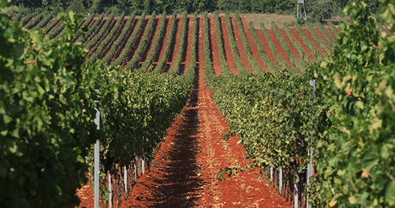 Istria wine tours - WineRoads_ig0609-Credits-GoranSebelic---Istria-Tourist-Board