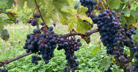 Les Sources de Cheverny trip, grapes on the vine