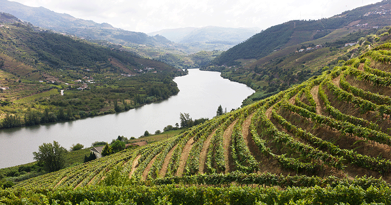 Douro valley wine tour