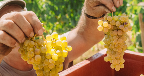 Harvest time at Quinta da Pacheca