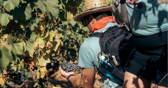 Harvest experience at Quinta da Pacheca
