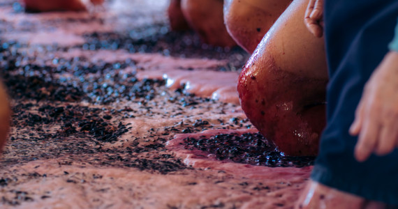 Grape treading at Quinta da Pacheca