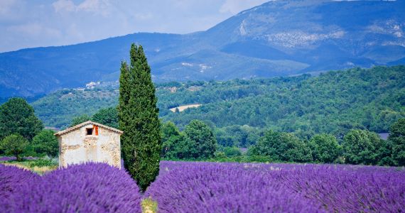 Provence wine and lavender