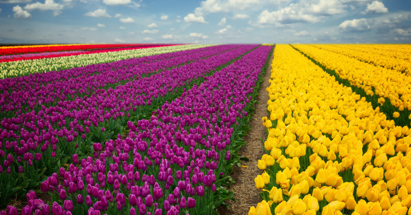 If you love visiting tulip fields, the best time to visit bordeaux is spring