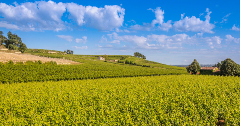 St Emillion, covered by a blanket of fresh green fields and vineyards