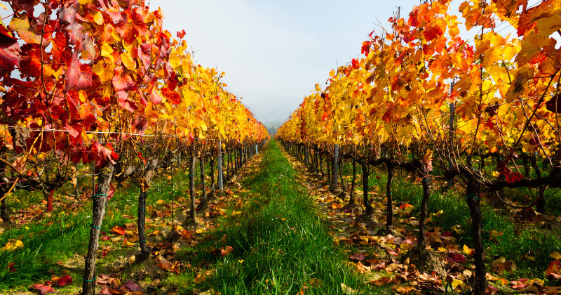 Beautiful vineyards in autumn