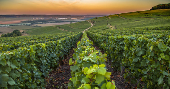 Essential Bollinger