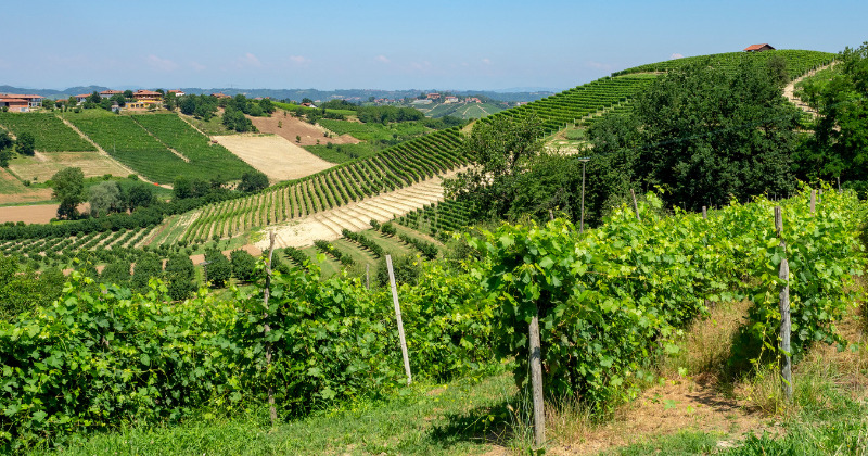 Luscious vineyards cover the Provencal landscape