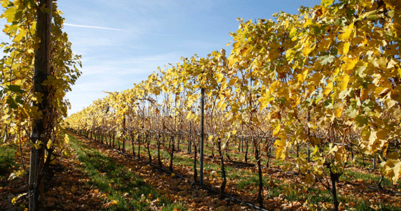 vineyards-vigneti-©-Giorgio-Zamboni